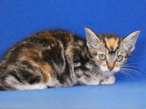 A baby medium-sized female Calico cat named Heidi for adoption in Pasadena, CA