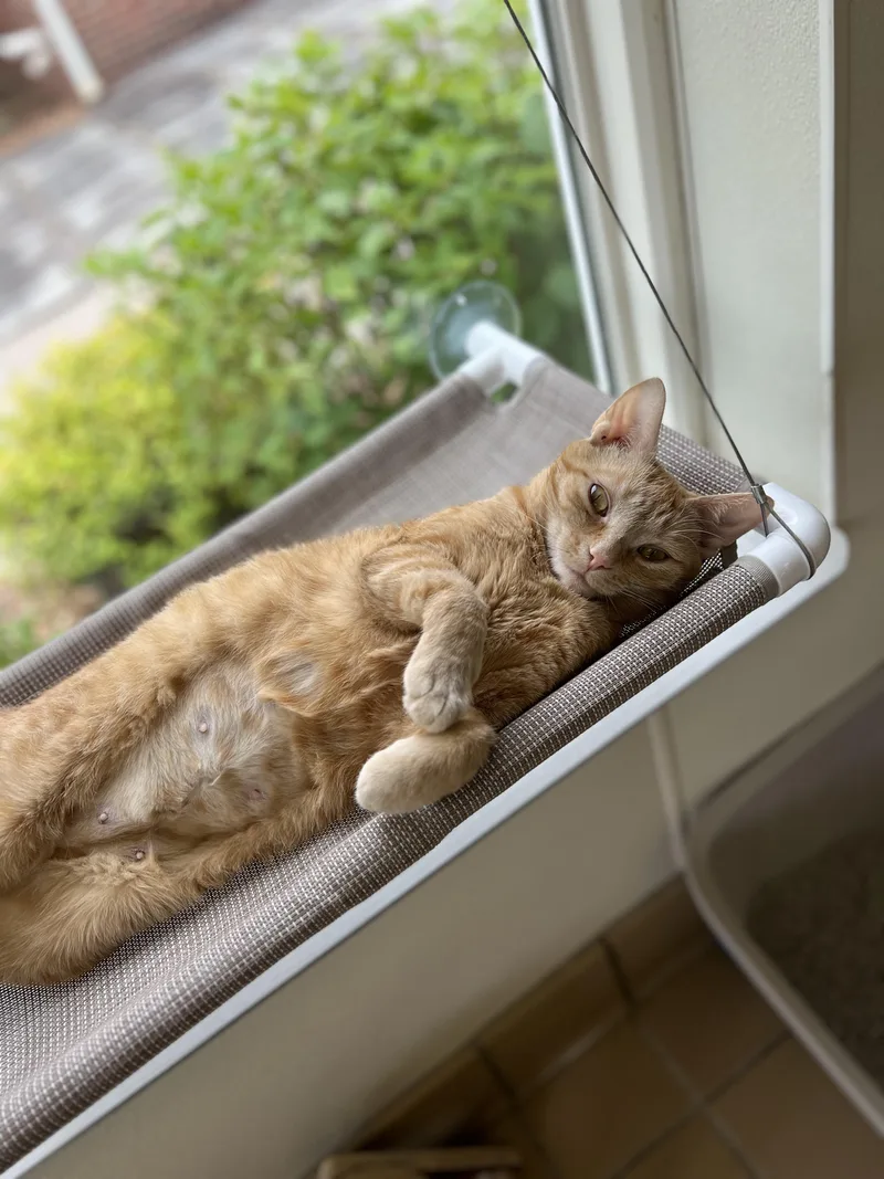An adult medium-sized female Domestic Short Hair cat named Zoie for adoption in Norwich, NY