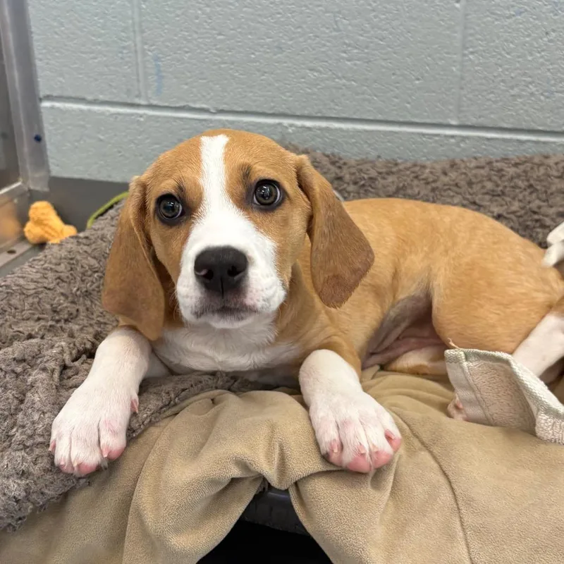 A baby small-sized female Yellow / Tan / Blond / Fawn Mixed Breed dog named Daisy for adoption in Wheeling, IL