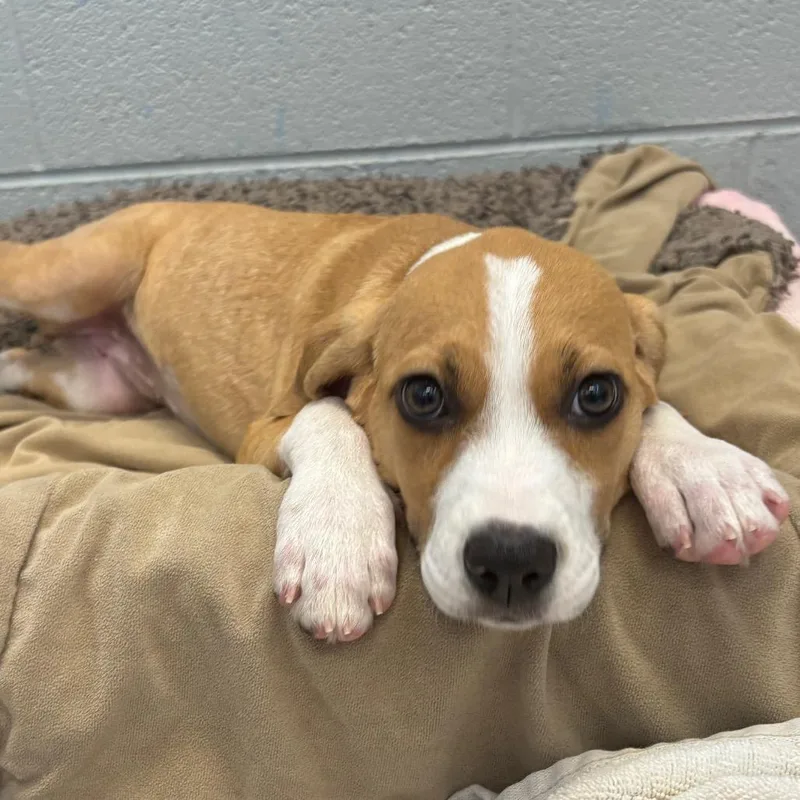 Daisy thumbnail 5