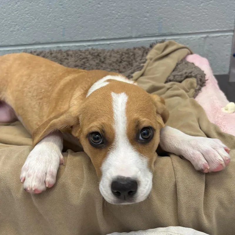 Daisy thumbnail 6