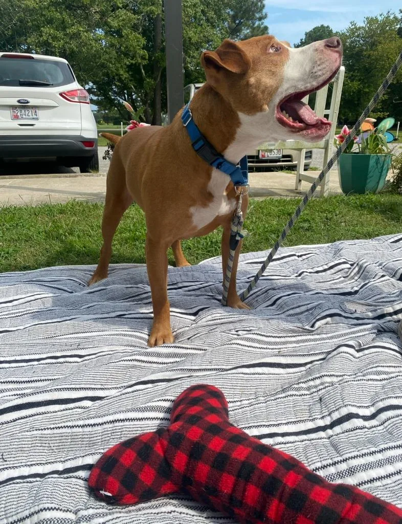 An adult large-sized male Pit Bull Terrier dog named Ryda for adoption in Berlin, MD