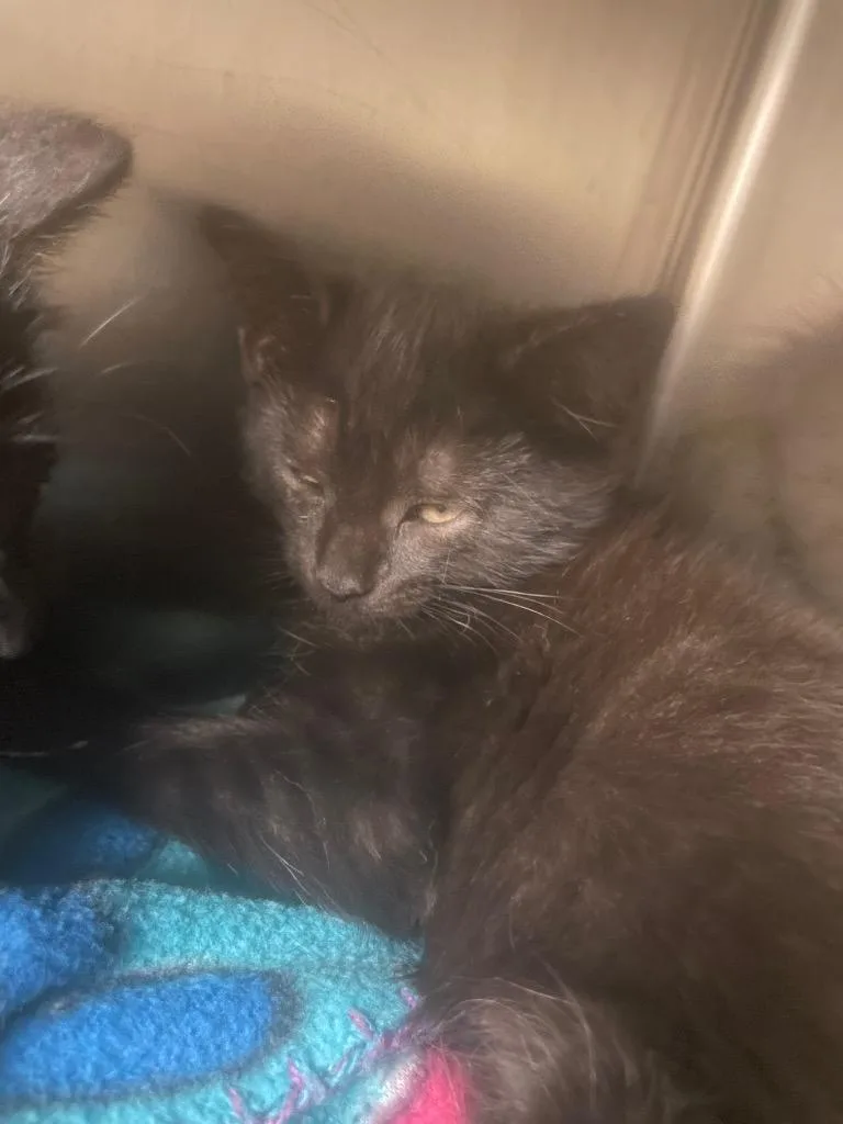 A baby large-sized female Domestic Medium Hair cat named Spite for adoption in Blountville, TN