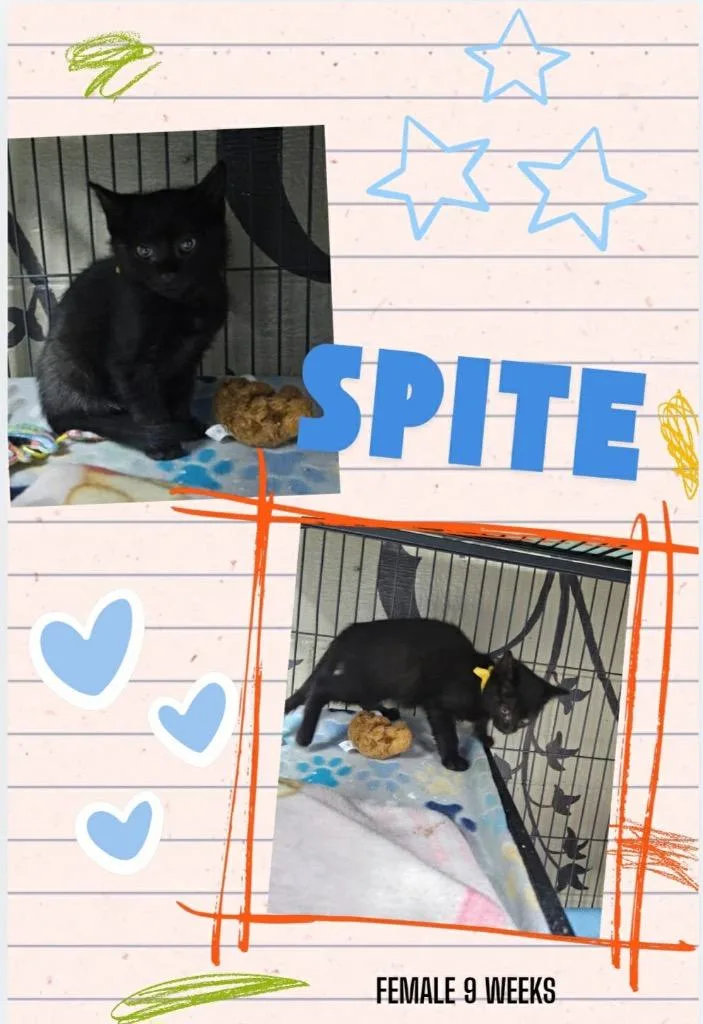 Spite thumbnail 2