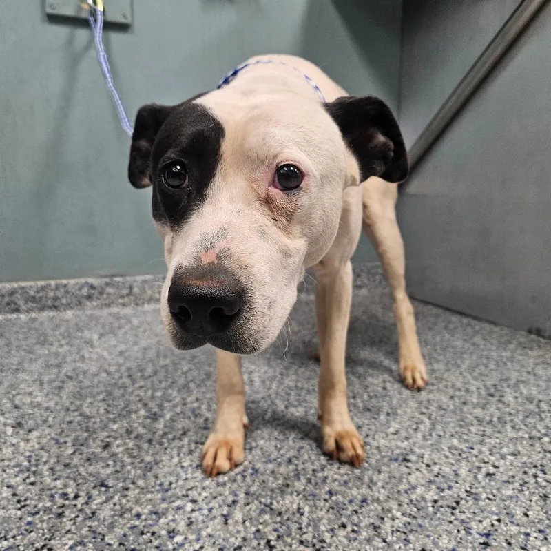 Richie Tenenbaum thumbnail 4