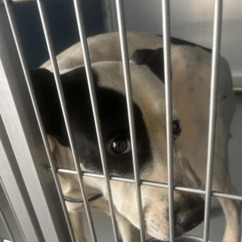 Richie Tenenbaum thumbnail 5