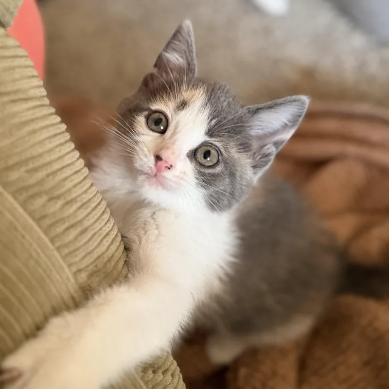 A baby small-sized female Dilute Calico Domestic Short Hair cat named Ginger for adoption in Indianapolis, IN