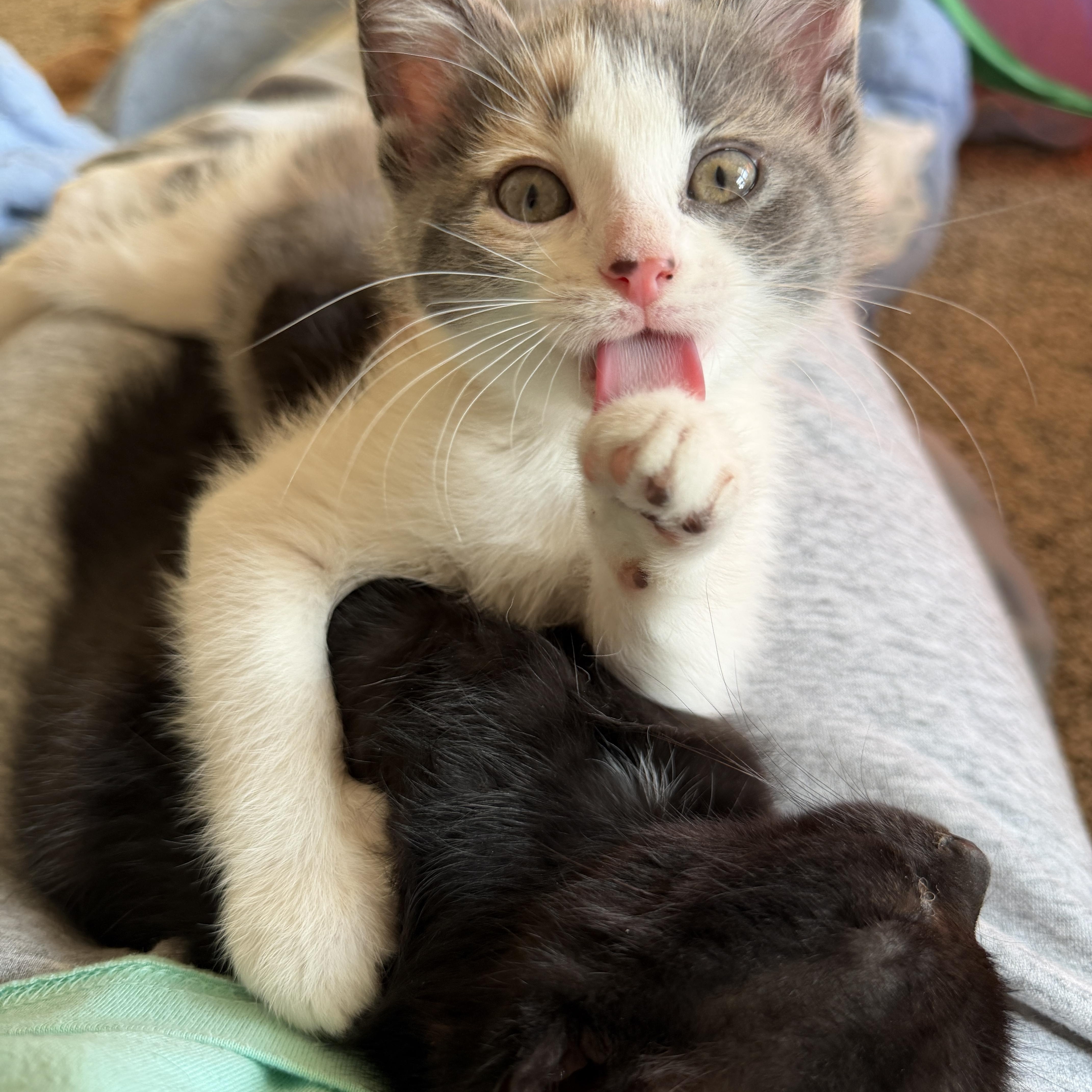 Ginger thumbnail 3