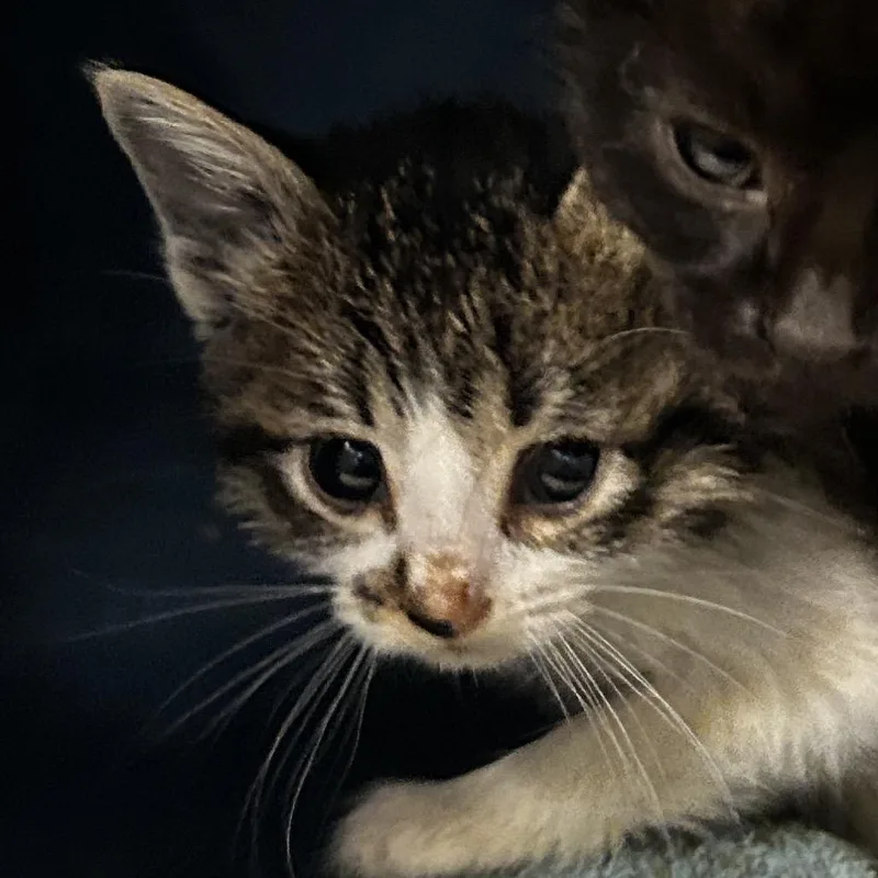 A baby small-sized female White Domestic Short Hair cat named Jayla for adoption in Leander, TX