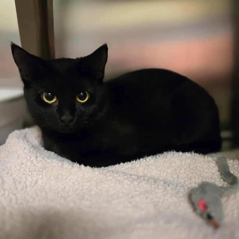 A young medium-sized female Black Domestic Short Hair cat named Pepper for adoption in Paris, ME
