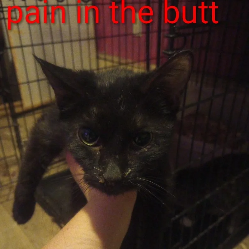 Pain In The Butt