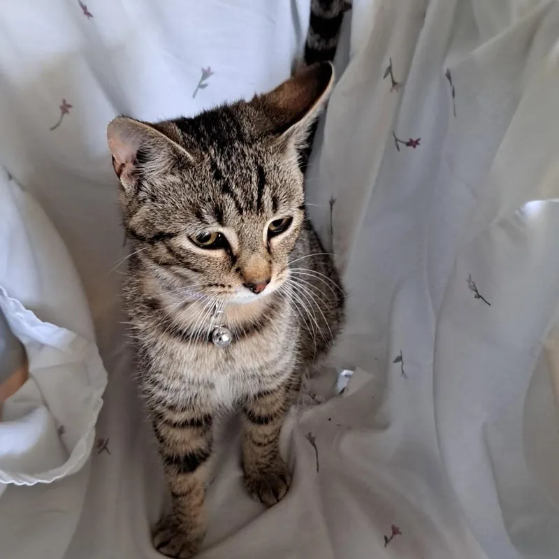 A young medium-sized male Tabby (Brown / Chocolate) Domestic Short Hair cat named Valentino for adoption in Allison Park, PA