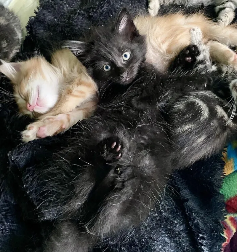 A baby small-sized male Black Domestic Medium Hair cat named Chaos for adoption in Groveland, MA