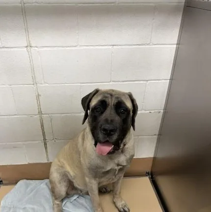 An adult extra large-sized female Yellow / Tan / Blond / Fawn Mastiff dog named Koa for adoption in Allen, TX