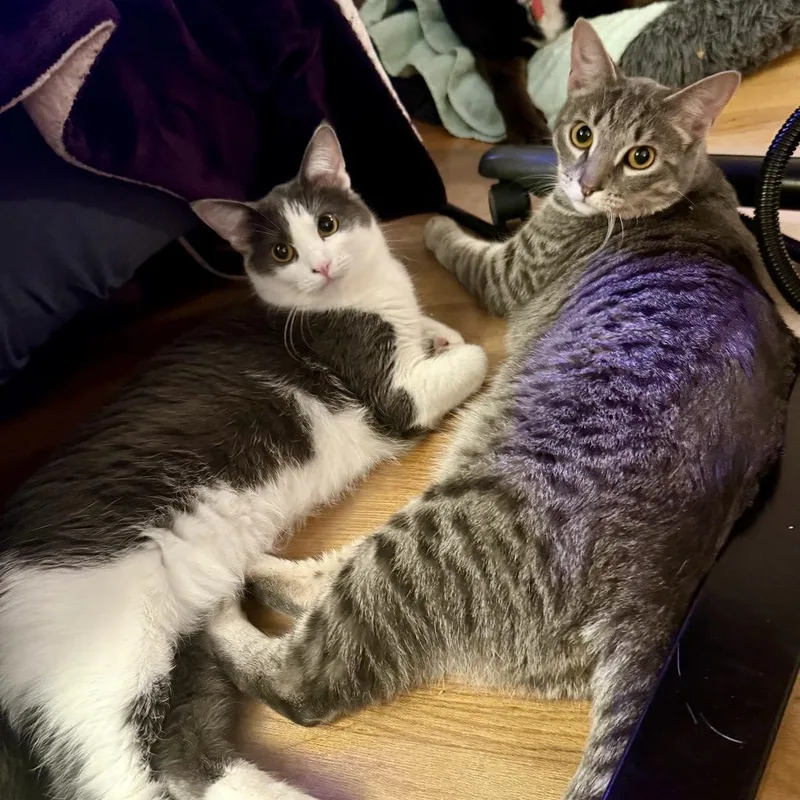 Stevie & Nicks thumbnail 2