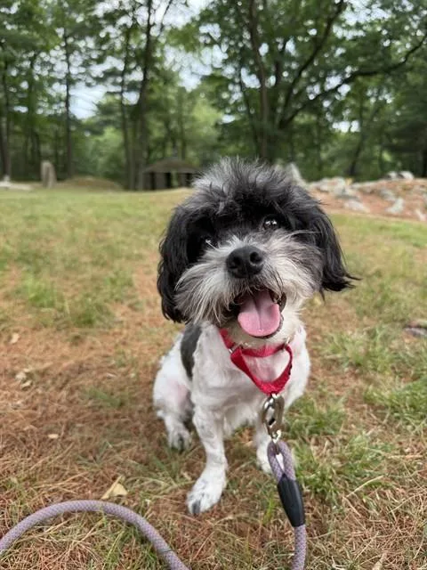 An adult medium-sized male Shih Tzu dog named Nene for adoption in Dedham, MA