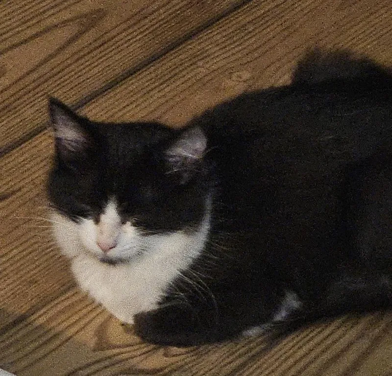 Little Lim thumbnail 2