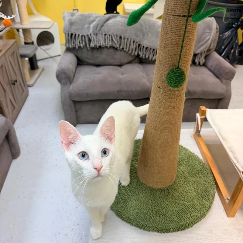 A young medium-sized male White Domestic Short Hair cat named Ocean for adoption in Newark, NJ