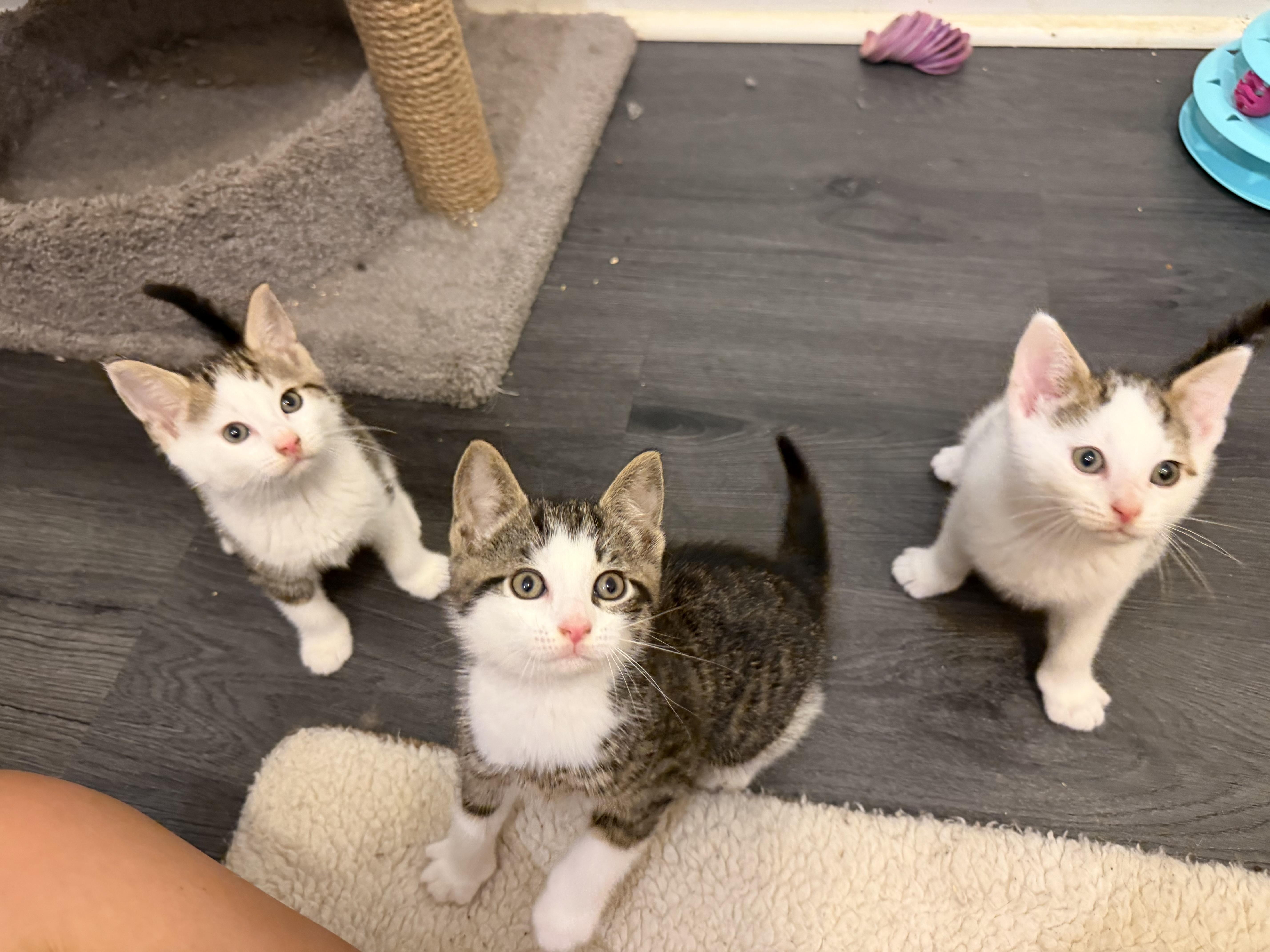 A baby medium-sized male White Domestic Short Hair cat named Toffee for adoption in Hamilton, NJ