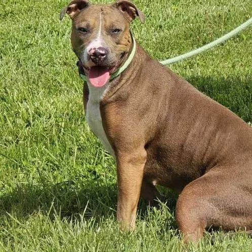 A young medium-sized female Gray / Blue / Silver Pit Bull Terrier dog named Kyla for adoption in Perkiomenville, PA