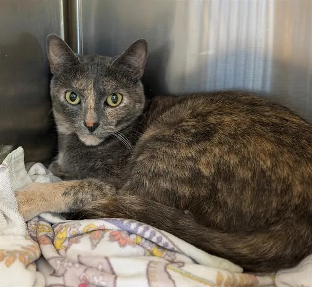 An adult medium-sized female Domestic Short Hair cat named Hippo for adoption in Brighton, CO