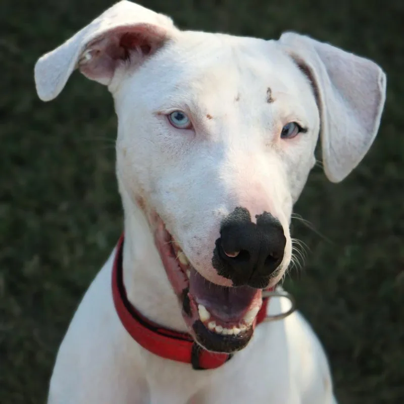 An adult medium-sized male White / Cream Catahoula Leopard Dog dog named Seymour for adoption in Lakeland, FL