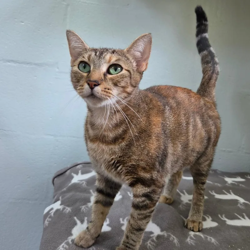A young medium-sized female Brown / Chocolate Domestic Short Hair cat named Crystal for adoption in Asheville, NC