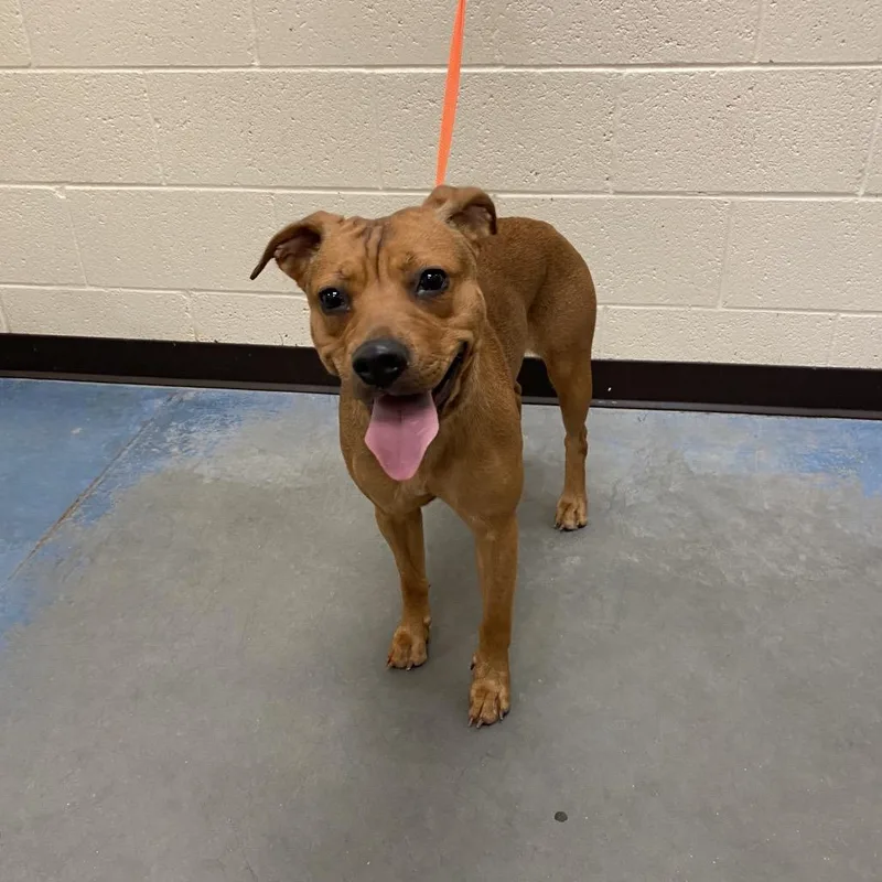 An adult medium-sized female Yellow / Tan / Blond / Fawn Mixed Breed dog named Umika for adoption in Memphis, TN