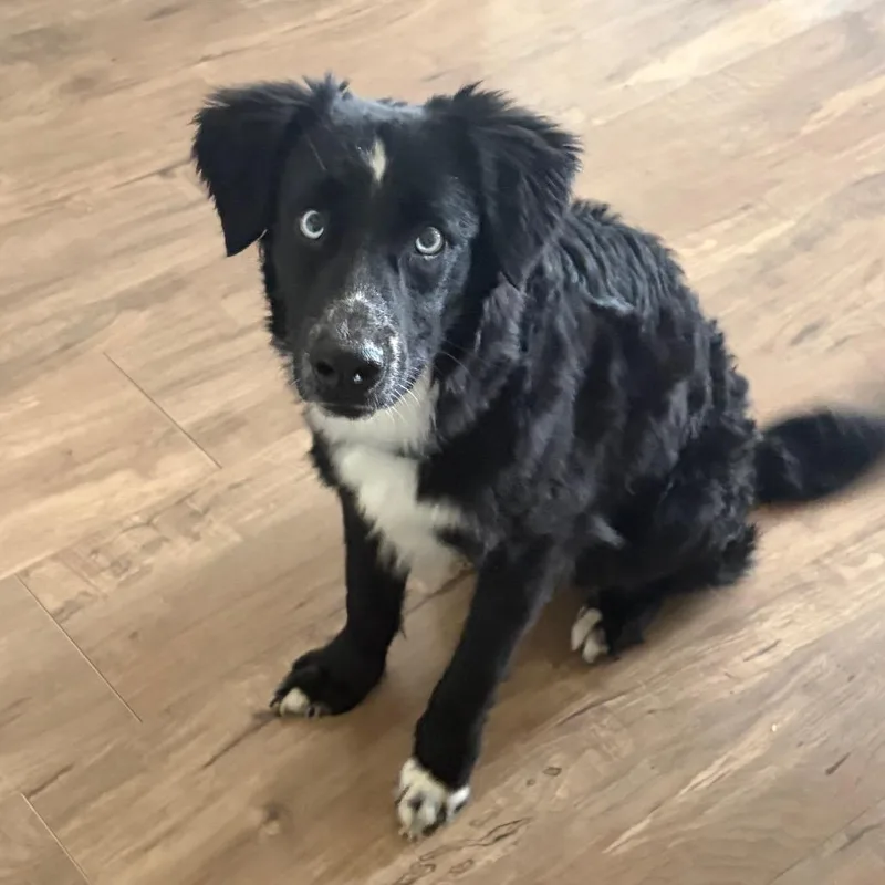 A young small-sized male Black Australian Shepherd dog named Bogey D for adoption in Princeton, MN