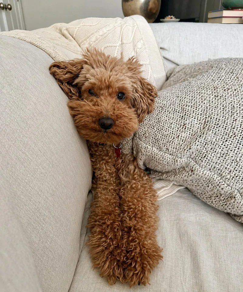 An adult small-sized male Poodle dog named Geppetto for adoption in Cuyahoga Falls, OH
