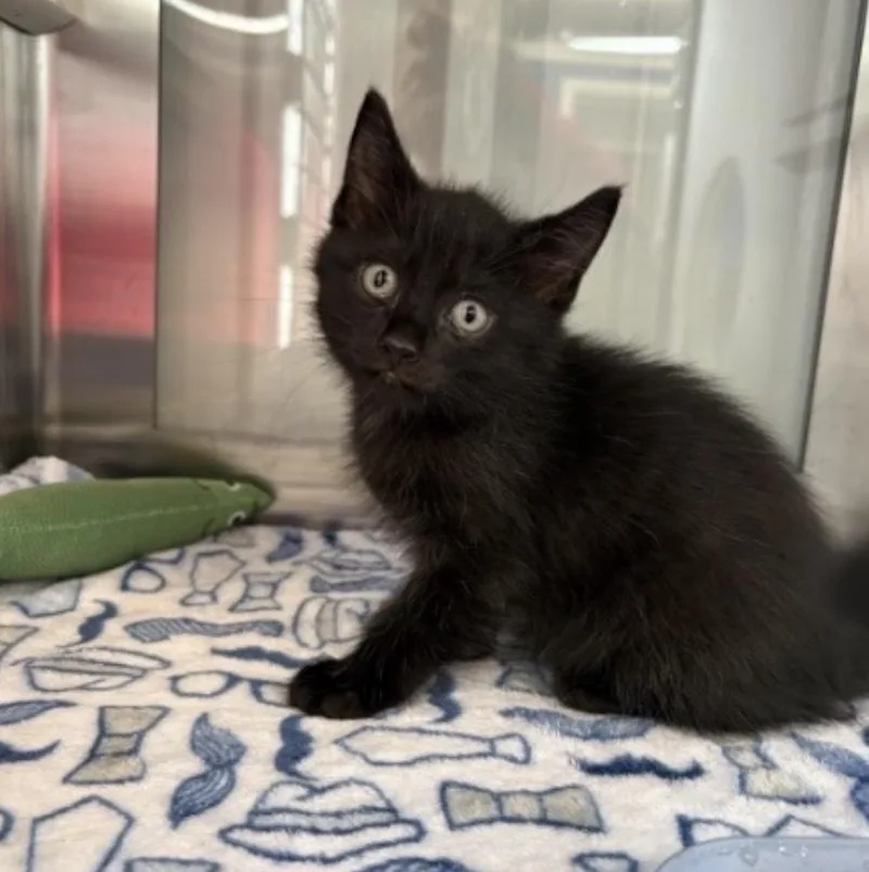 A baby small-sized male Black Domestic Short Hair cat named Bay for adoption in Bronx, NY