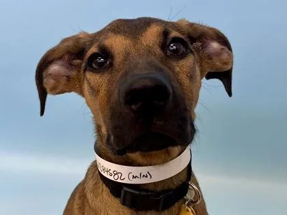 A baby large-sized male Hound dog named Moss for adoption in Woodbury, MN