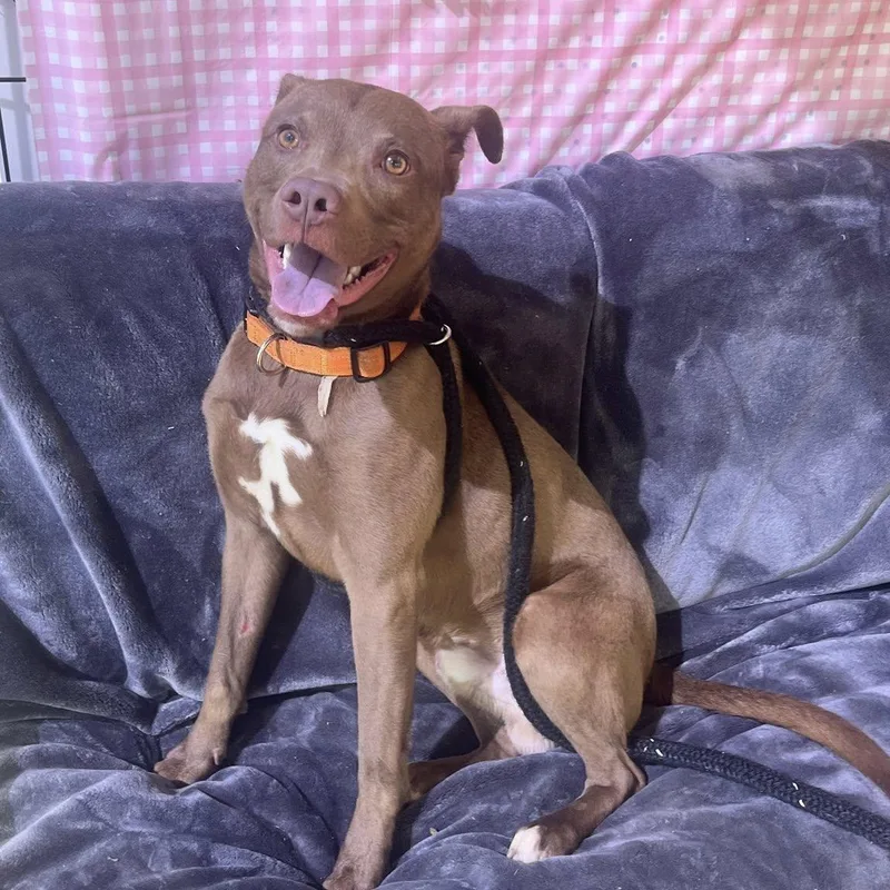 A young medium-sized male Terrier dog named Mahogany for adoption in North Syracuse, NY