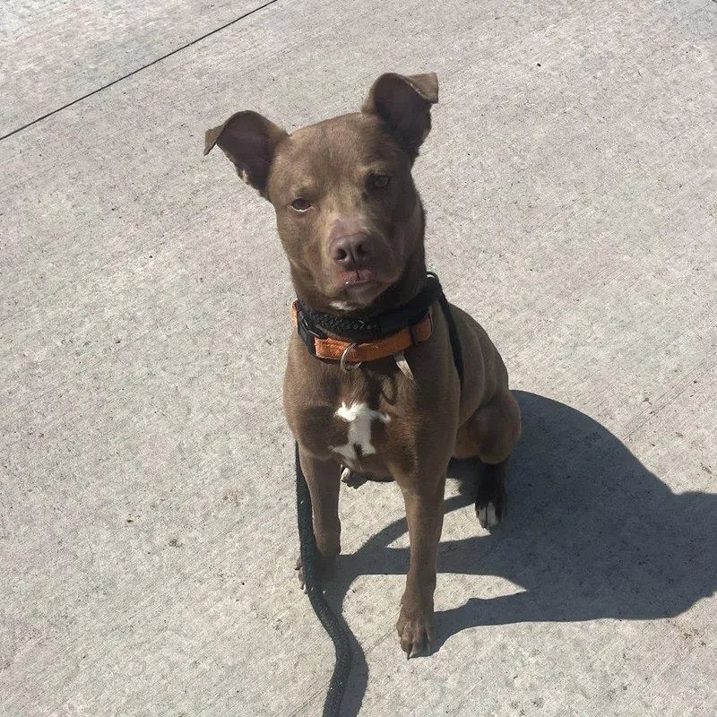 Mahogany thumbnail 2