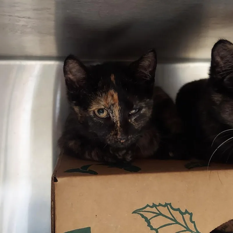 A baby small-sized female Black Domestic Short Hair cat named Crescent for adoption in Ashtabula, OH