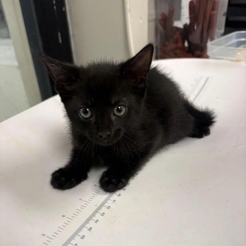 A baby small-sized female Black Domestic Short Hair cat named Katie for adoption in Columbiana, AL