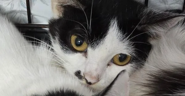 An adult small-sized male Black & White / Tuxedo Domestic Short Hair cat named Africa for adoption in Evansville, IN