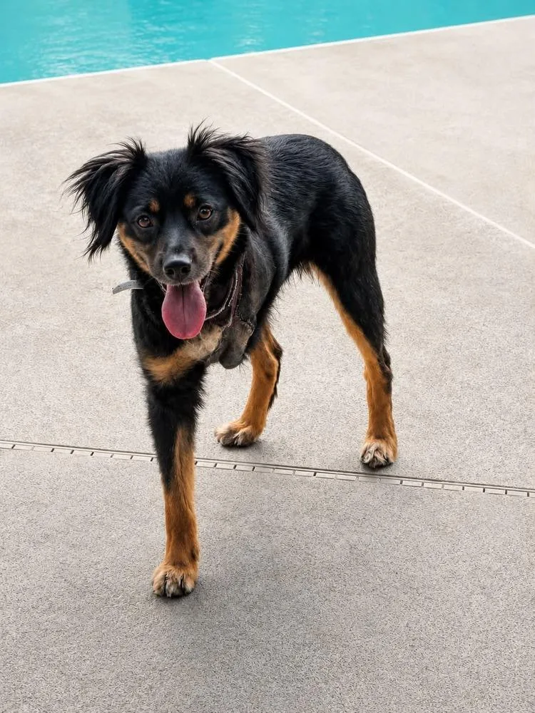 A senior small-sized female Tricolor (Brown, Black, & White) Australian Shepherd dog named Alma for adoption in Deltona, FL