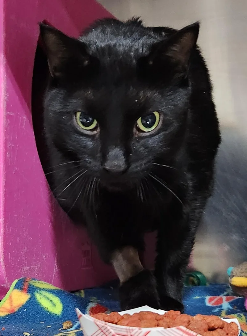A senior large-sized male Black Domestic Short Hair cat named Paul Blart for adoption in Billings, MT