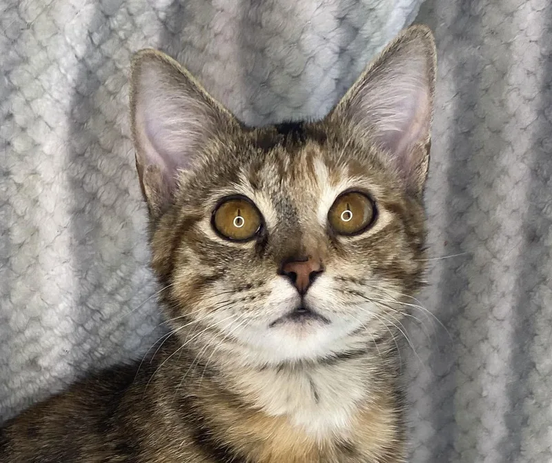 Victoria  See Me thumbnail 3