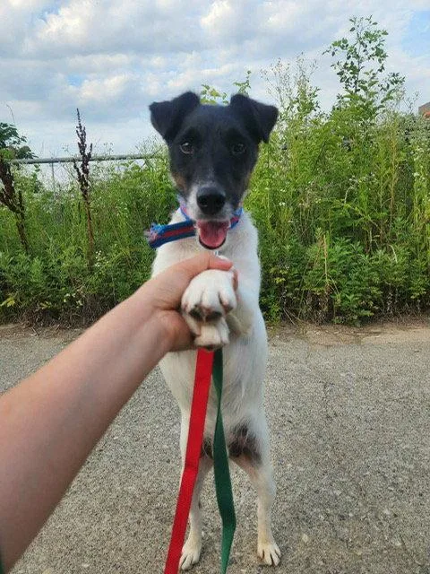 A young medium-sized male Fox Terrier dog named Charlie for adoption in Agoura Hills, CA