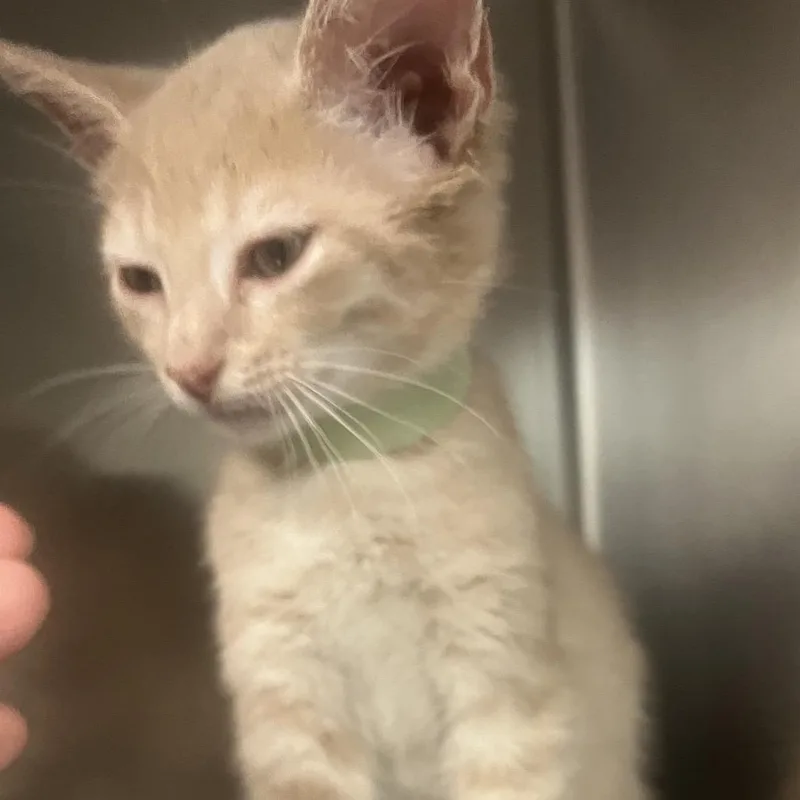 A baby small-sized male Buff / Tan / Fawn Domestic Short Hair cat named Baby Boy for adoption in Newark, NJ