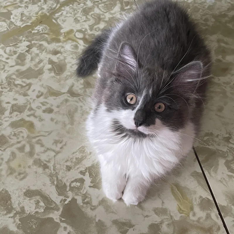 A baby small-sized female Domestic Long Hair cat named Boba for adoption in Crystal Lake, IL