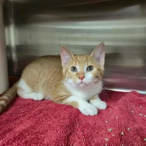 A baby medium-sized female Orange & White Domestic Short Hair cat named Sushi for adoption in Bluffton, IN