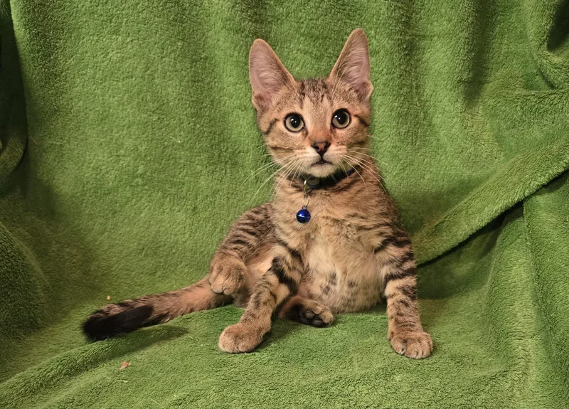 A baby small-sized male Tabby (Brown / Chocolate) Domestic Short Hair cat named Bam for adoption in Stoughton, WI