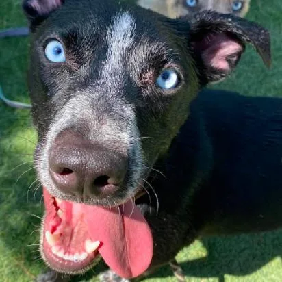 A young medium-sized male Black Australian Cattle Dog / Blue Heeler dog named Stark for adoption in Fort Collins, CO