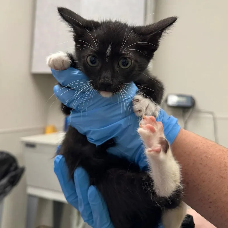 A baby small-sized male Black Domestic Short Hair cat named Sheldon for adoption in Columbiana, AL