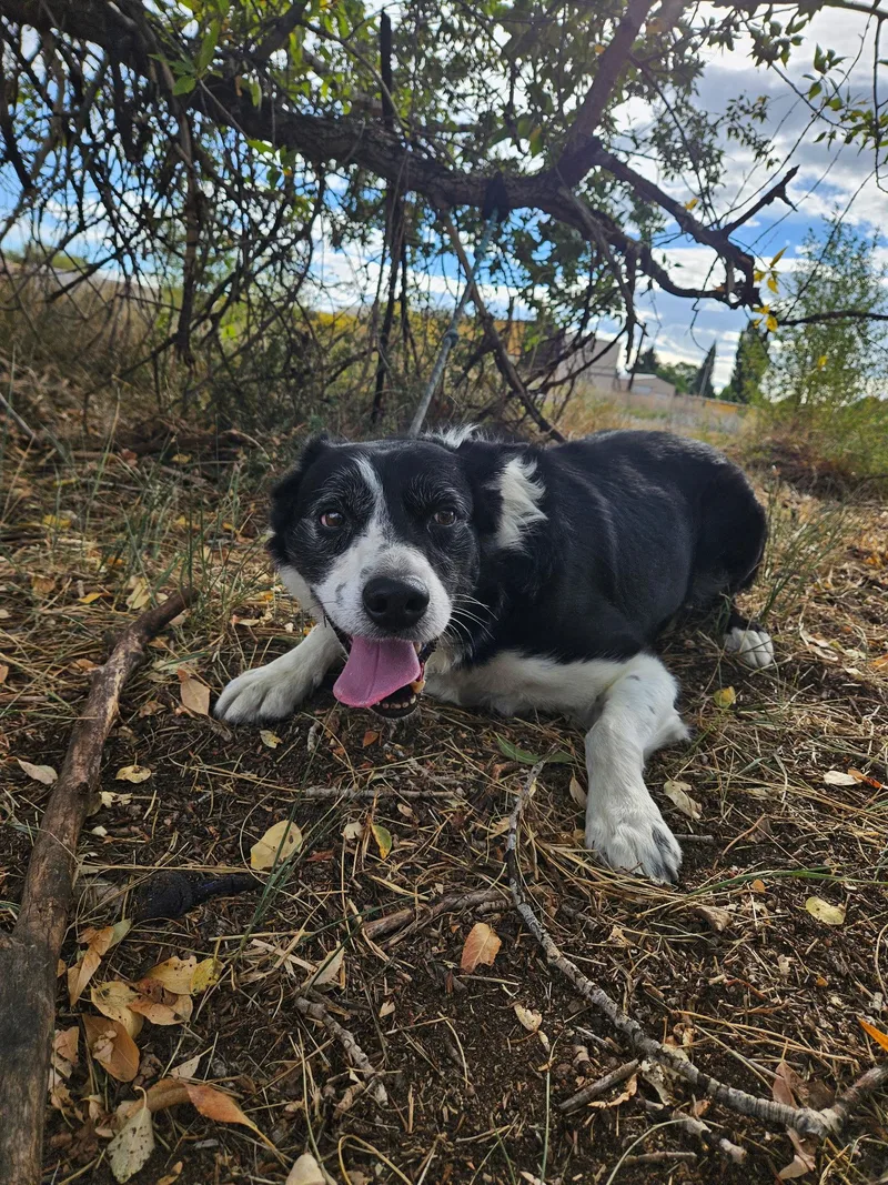 An adult medium-sized male Border Collie dog named Peanut for adoption in Monte Vista, CO