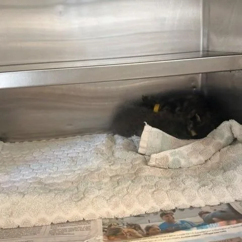 A baby small-sized female Calico Domestic Short Hair cat named Clarke for adoption in Long Beach, CA