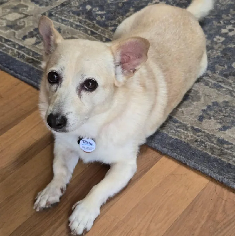 An adult small-sized male White / Cream Corgi dog named Tank for adoption in Lincolnshire, IL
